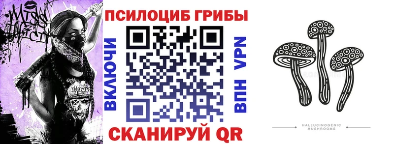 Псилоцибиновые грибы мицелий  закладки  Кашин 